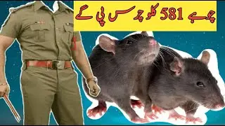 Rats will consume 581 kilos of hashish | youtube stories  social media