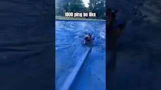 1000 ping be like…. #ping #1000ping #dog #funnydog