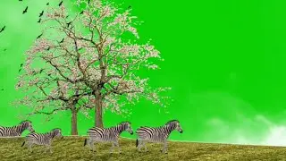 Zebra Walking Green Screen effects | Zebra Stampede Green Screen | No Copyright Video |