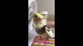 Попугай - СИГНАЛИЗАЦИЯ | Cockatiel - ALARM