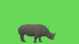 Copyright free 4k green screen video | Rhinoceros