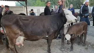 АСАКА МОЛ БОЗОРИ УЗБЕКИСТОН АРАЛАШ КОРАЛАР 😁😁 | 10-окт, 2024.