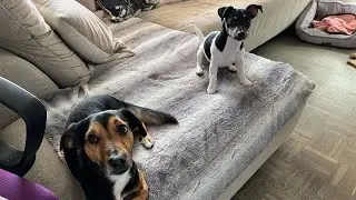 Сегодня Барни без одежды 🐕‍🦺Утренняя прогулка с собачками 🐶🐕‍🦺