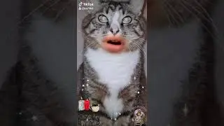 #cats
