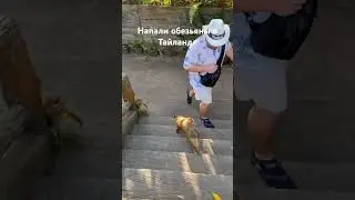Напали обезьяны в Тайланде