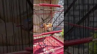 MANUK PENTET BONDOL GACOR