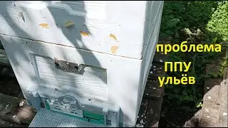 #Bees