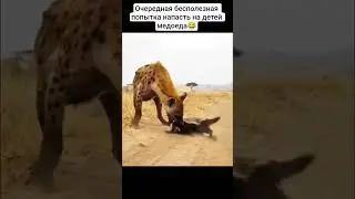 Неофициальный Царь зверей🔥