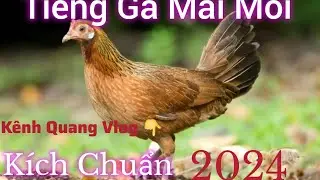 Tiếng Gà Mái Gọi Trống | Mùa Giải 2023 - 2024 | Đăng Ký Kênh Để Xem Video Mới Nhất | Nhé Mọi Người