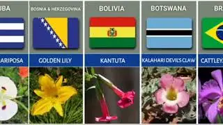 National flowers for different countries list RNlDIC
