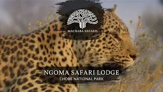Leopard Hunting Jackal On Our Safari | Botswana | Ngoma Safari Lodge