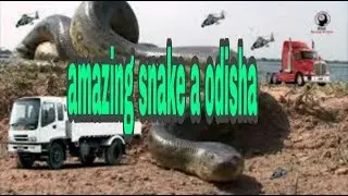 Big snake in odisha