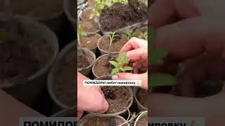 ПИКИРОВКА ПОМИДОРОВ  