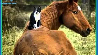 Mooie Paarden