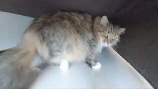 Самая дерзкая КОШКА в МИРЕ!
