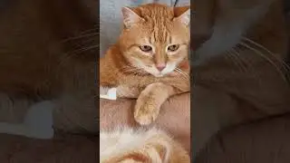 Brushing my cat's teeth 🦷 #cat #catlover #catsvideo #cats #orangecat #gingercat