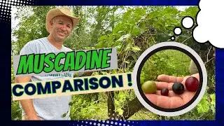 Muscadine | Home Orchard Recommendations | Taste Test