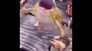 i'm not dead and memes are back