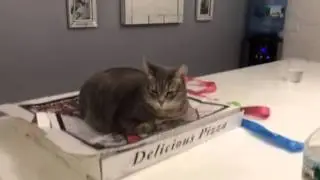 Funny cat on a pizza box
