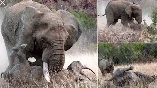 WILDLIFE // Angry elephant attck // Maajabu ya Tembo mwenye hasira kali // avamia Rhino