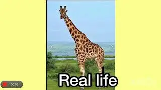 Adopmy vs real life