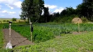 Простой способ отпугнуть грачей от огорода.