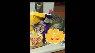 Смешные коты / милые кошки и котята