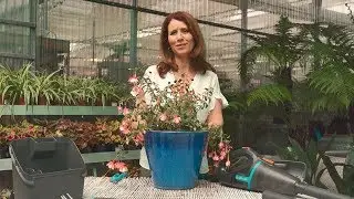 Como Plantar Brincos-de-Princesa