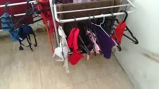 Jemuran tetangga, cd&bra