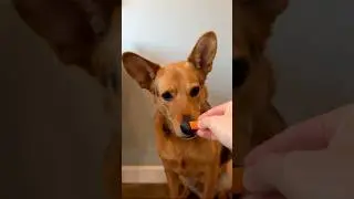 Dog eating a crunchy carrot ASMR 🥕🐶 (Marty Snacking - Episode 5) #dog #asmr #eating #eatingsounds