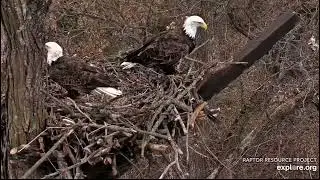 Decorah North Nest 11-2-24 The Norths meet on the nest