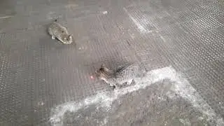Котики и лазер