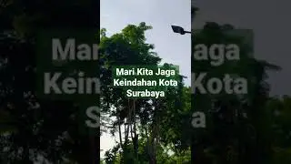 Aviary Alami di Kota Surabaya | kawasan Asri Tengah Kota Surabaya #shorts #viral #aviary