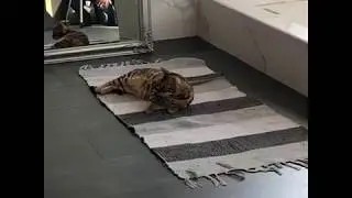 кошка в прошлой жизни была фотомоделью