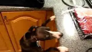 Josh the mad whippet really wants that meat!