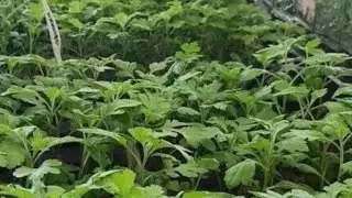 Хризантема.Черенкование. Прищипка. Полив.