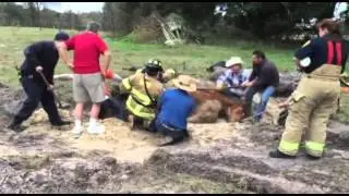 Video Paard gered uit sinkhole