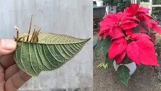 Tips to propagate Euphorbia pulcherrima from leaves are extremely effective