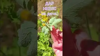Веники для бани( волшебство чистотела) #цветы #дача  #природа