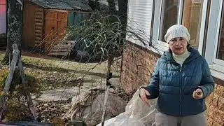 Крупнолистные гортензии с зелеными почками выходят из укрытия!