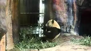 Panda Eats Bamboo in Beijing Zoo