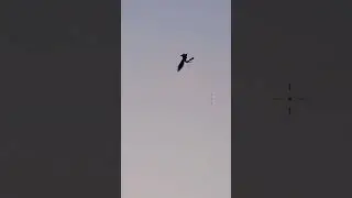 Crow