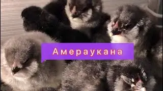 Цыплята Амераукана от наших курочек!