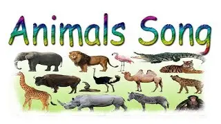 animals miaou cat dog song