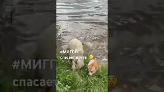 Миг спасает друга 😲 #мигпёс #новоеархангельское