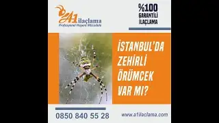 İstanbul'da Zehirli Örümcek Var Mı?