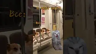Как я попала в больницу 🐱 8 серия #мемныекоты #мем #вреееек идея: @miakotikoman