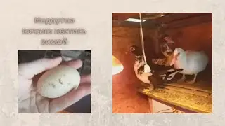 Утки начали нестись зимой)))