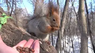 Немного о Толстой / A little bit about Tolstaya
