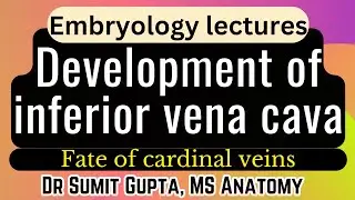 Development of IVC (Inferior Vena cava) | Cardinal Veins | Embryology
